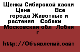 Щенки Сибирской хаски › Цена ­ 18 000 - Все города Животные и растения » Собаки   . Московская обл.,Лобня г.